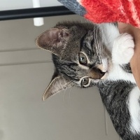 Tekir Kedi, Kedi  Boncuk fotoğrafı