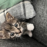 Tekir Kedi, Kedi  Boncuk fotoğrafı