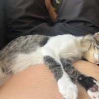 Tekir Kedi, Kedi  Boncuk fotoğrafı