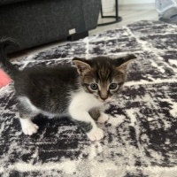 Tekir Kedi, Kedi  Boncuk fotoğrafı