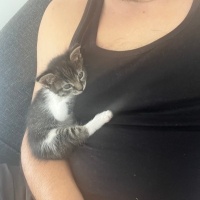 Tekir Kedi, Kedi  Boncuk fotoğrafı