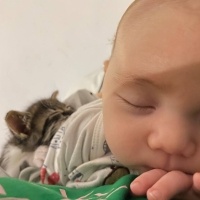 Tekir Kedi, Kedi  Boncuk fotoğrafı