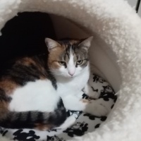 Tekir Kedi, Kedi  Ponçik fotoğrafı