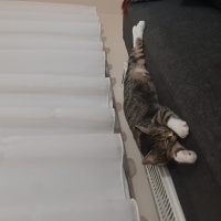 Tekir Kedi, Kedi  Bıdık fotoğrafı