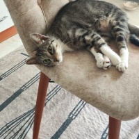 Tekir Kedi, Kedi  Bıdık fotoğrafı