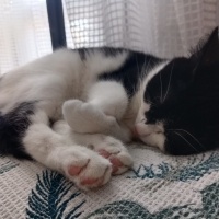 Tuxedo (Smokin) Kedi, Kedi  Mia fotoğrafı