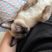 Siyam Kedisi, Kedi  Cesur fotoğrafı