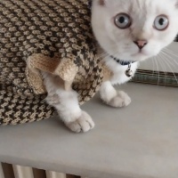 British Shorthair, Kedi  boncuk fotoğrafı
