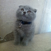 British Shorthair, Kedi  Duman fotoğrafı