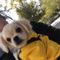 Pekingese, Köpek  Vera fotoğrafı