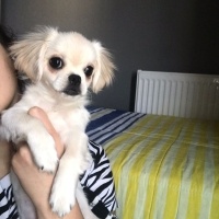 Pekingese, Köpek  Vera fotoğrafı