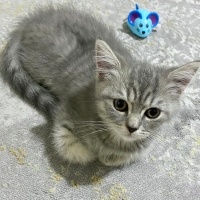 British Shorthair, Kedi  Paşa fotoğrafı