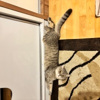 British Shorthair, Kedi  Paşa fotoğrafı
