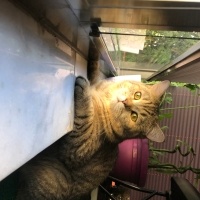 British Shorthair, Kedi  Mocha fotoğrafı