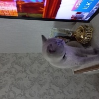 British Shorthair, Kedi  Bulut fotoğrafı