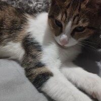 Soke, Kedi  Pati fotoğrafı