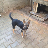 Alman Çoban Köpeği, Köpek  paşa fotoğrafı
