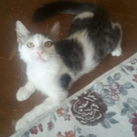 Tekir Kedi, Kedi  paşa fotoğrafı