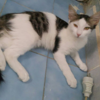 Tekir Kedi, Kedi  paşa fotoğrafı