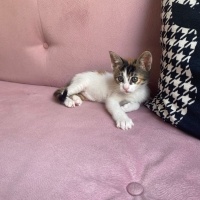 Tekir Kedi, Kedi  Müezza fotoğrafı