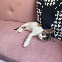 Tekir Kedi, Kedi  Müezza fotoğrafı
