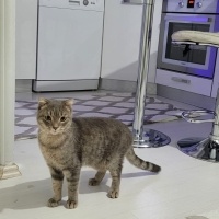 Scottish Fold, Kedi  Duman fotoğrafı
