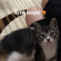 Tekir Kedi, Kedi  Coco fotoğrafı