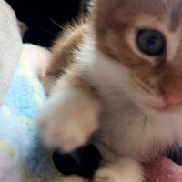 Tekir Kedi, Kedi  Peri  fotoğrafı