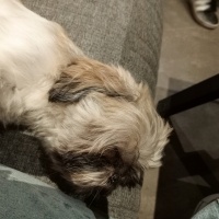 Shih Tzu, Köpek  Leo fotoğrafı