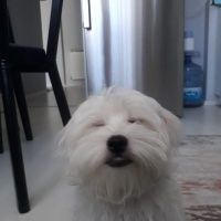 Maltese, Köpek  Merkür fotoğrafı