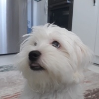 Maltese, Köpek  Merkür fotoğrafı