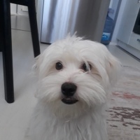 Maltese, Köpek  Merkür fotoğrafı