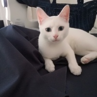 Ankara Kedisi, Kedi  Luna fotoğrafı