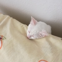 Ankara Kedisi, Kedi  Luna fotoğrafı