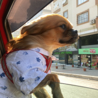 Pekingese, Köpek  Pablo fotoğrafı