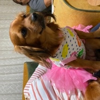 Pappilon, Köpek  Lady fotoğrafı