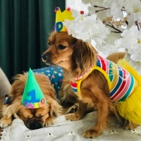Pappilon, Köpek  Lady fotoğrafı