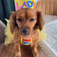 Pappilon, Köpek  Lady fotoğrafı