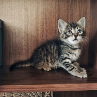 Tekir Kedi, Kedi  İsimsiz fotoğrafı
