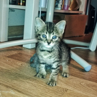Tekir Kedi, Kedi  İsimsiz fotoğrafı