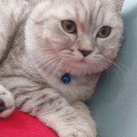 British Shorthair, Kedi  Pamuk fotoğrafı