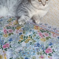 British Shorthair, Kedi  Pamuk fotoğrafı