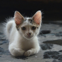 Tekir Kedi, Kedi  Minik fotoğrafı