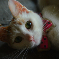 Tekir Kedi, Kedi  Minik fotoğrafı