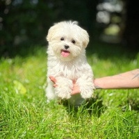 Maltese, Köpek  Oscar fotoğrafı
