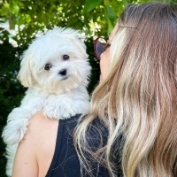 Maltese, Köpek  Oscar fotoğrafı