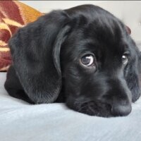 Labrador Retriever, Köpek  Gölge fotoğrafı