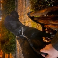 Labrador Retriever, Köpek  Gölge fotoğrafı