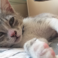 Tekir Kedi, Kedi  patisu fotoğrafı