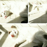 Ankara Kedisi, Kedi  Kızım fotoğrafı